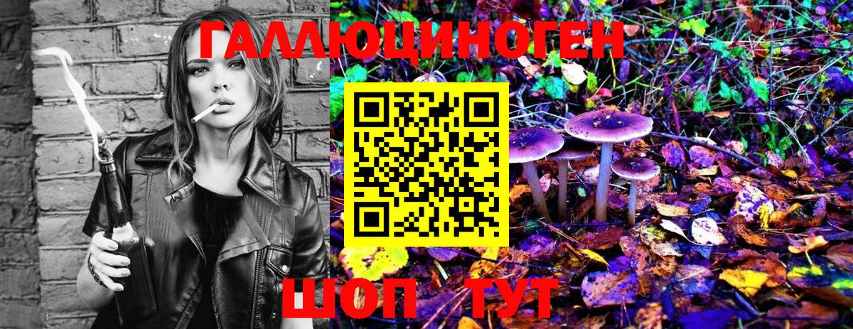 Галлюциногенные грибы Psilocybe Россия